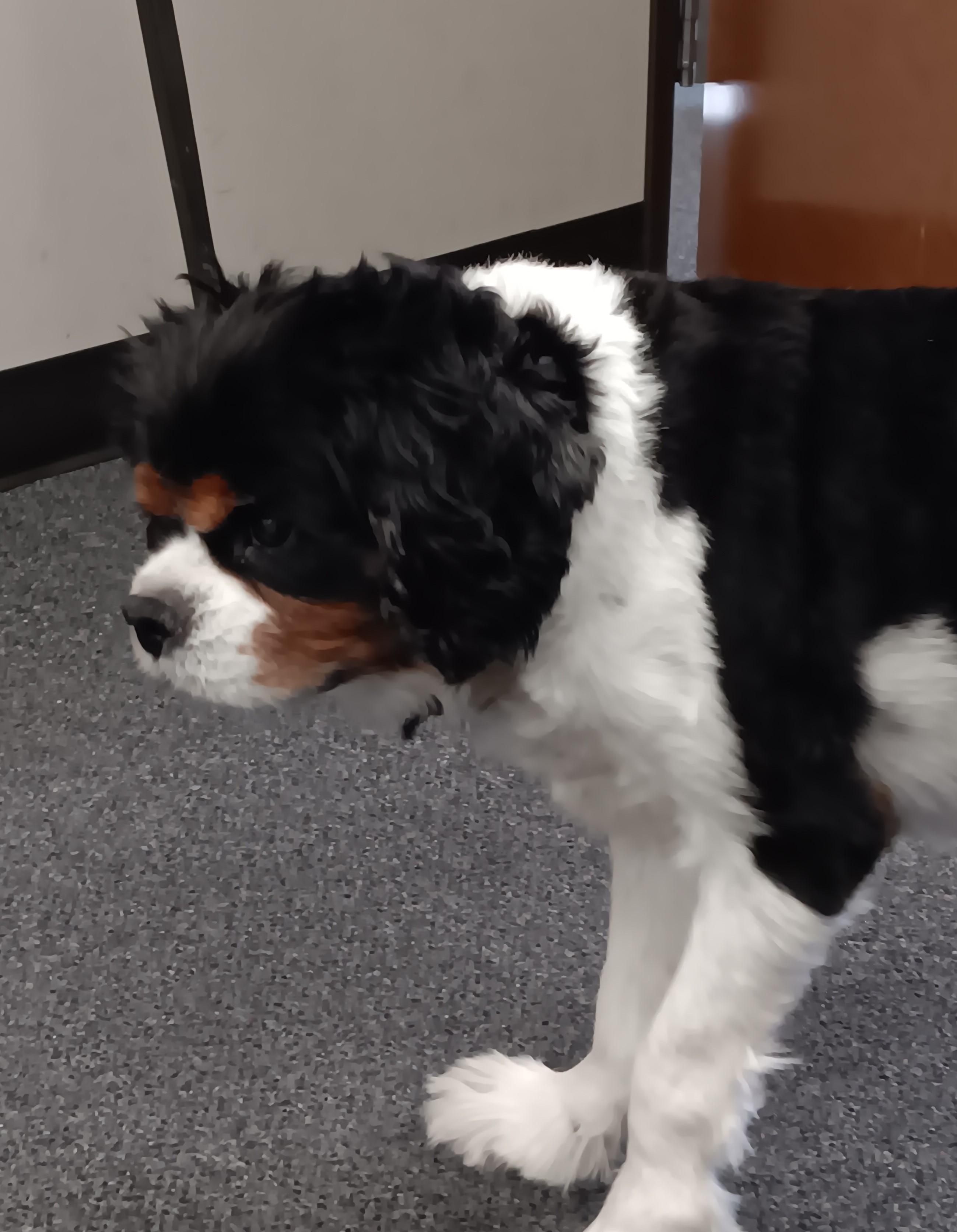 Tucker the office dog