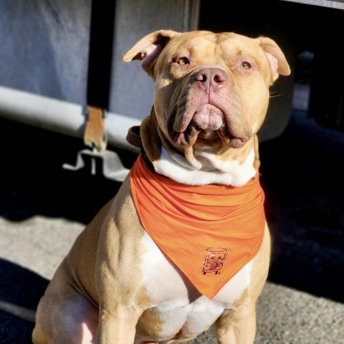 Chief_CHVA Dog