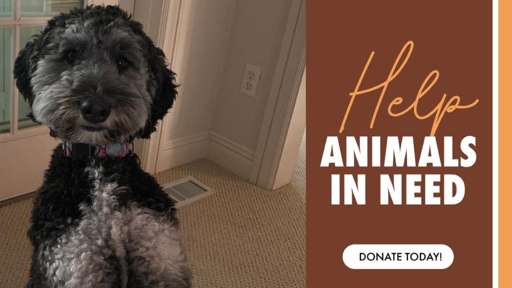 Help Animals in Need