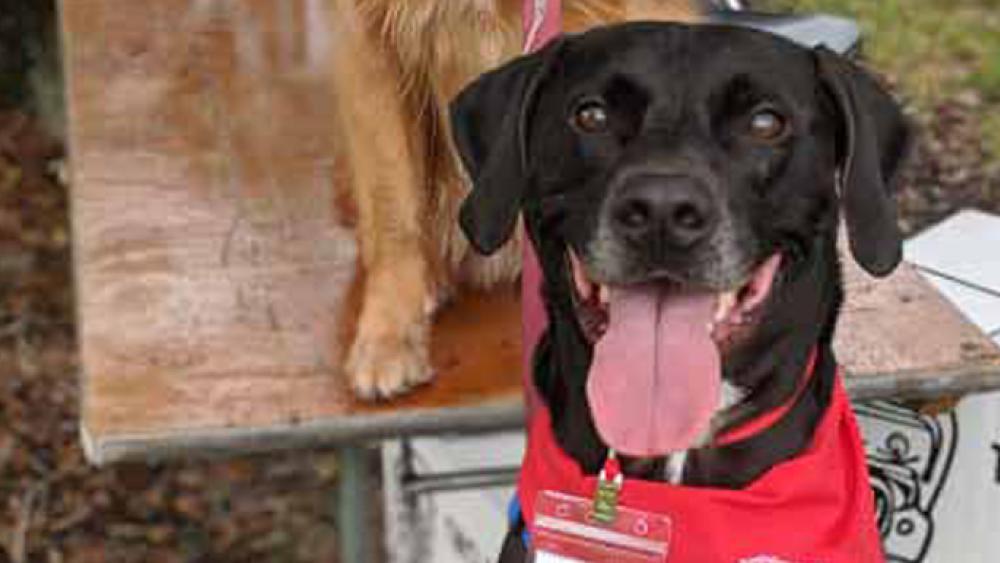Vinny Movers for Mutts