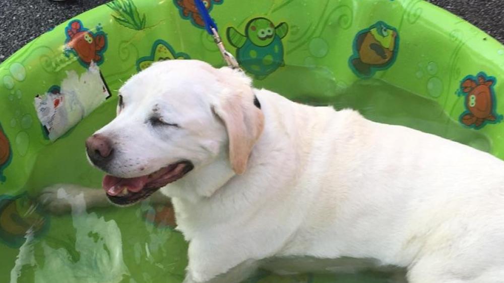 Finley takes a well deserved dip in the doggy pool during one of our Movers for Mutts events