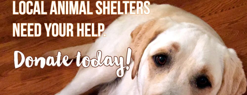Local Shelters need your help.