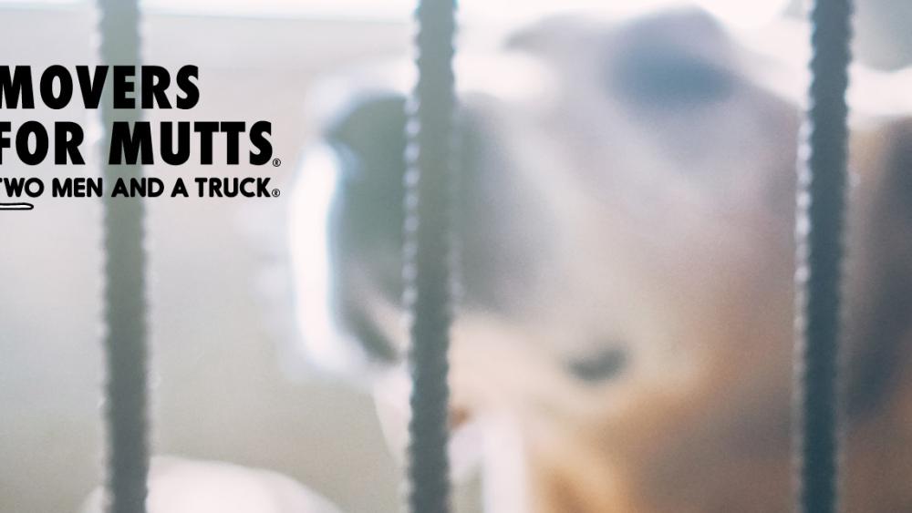 Movers For Mutts Picture