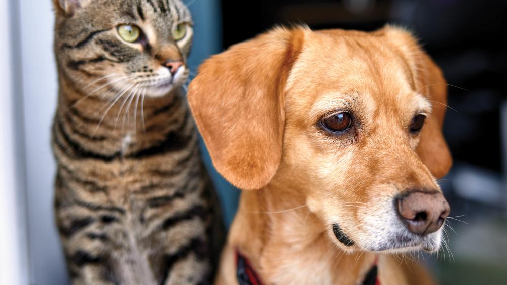 movers for mutts