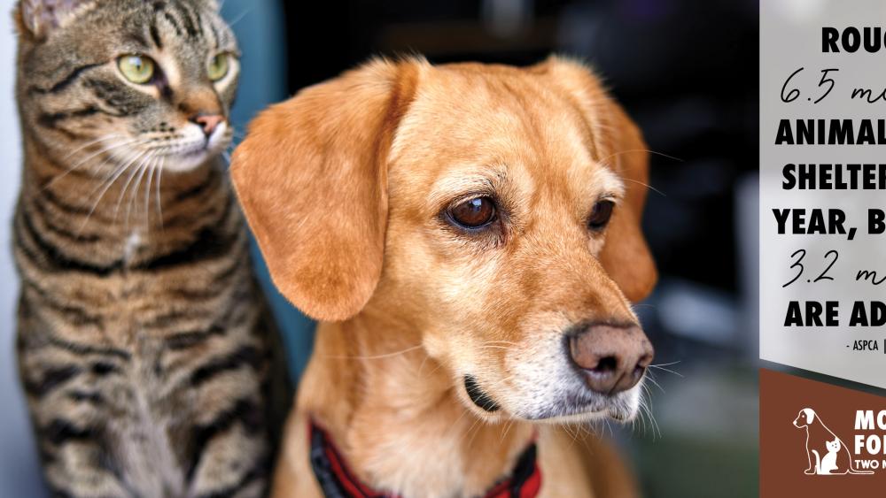 movers for mutts