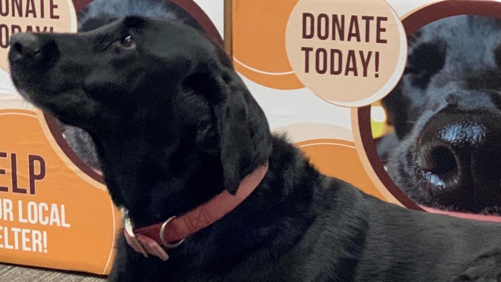 Sage the Office Mutt