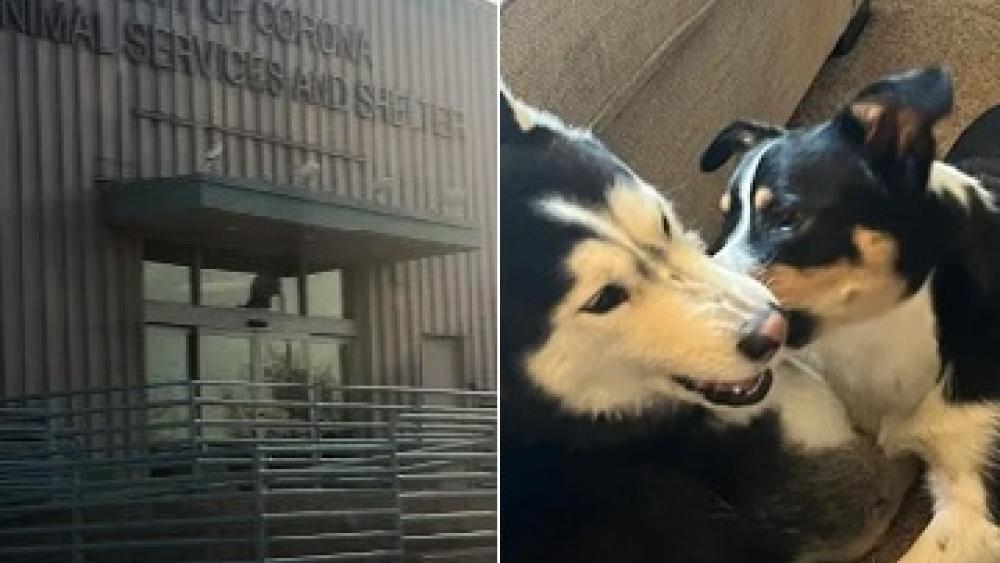 collage of corona shelter and picture of dogs
