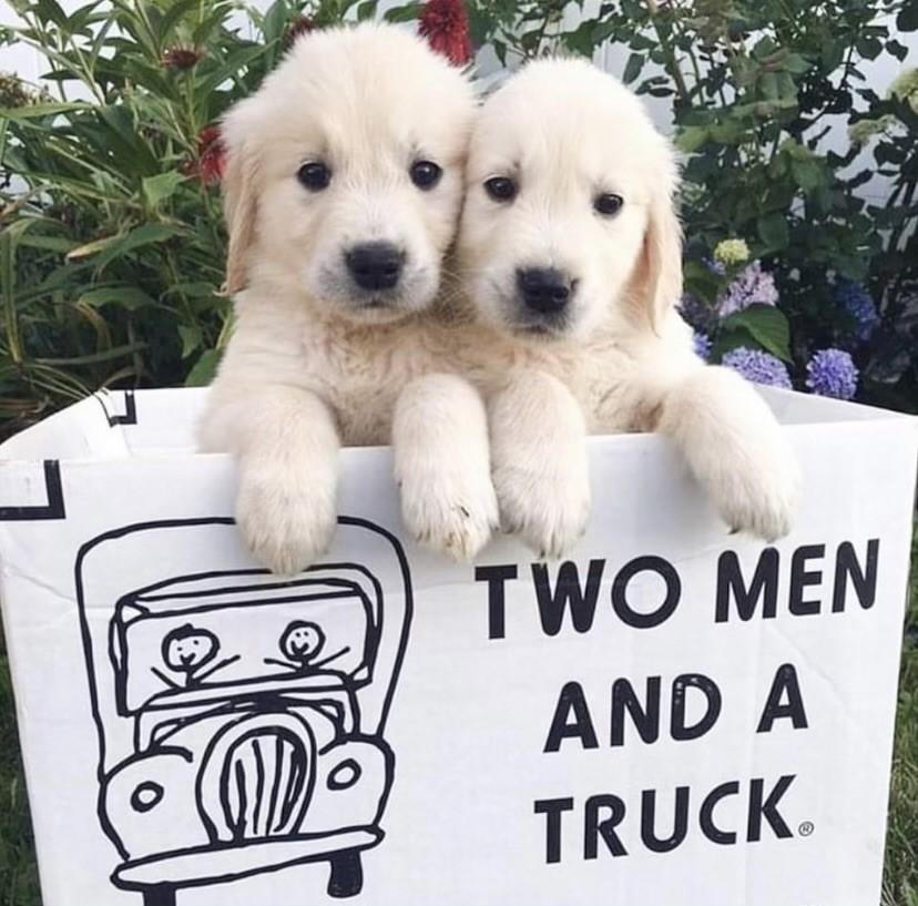 Two puppies in a two men and a truck box