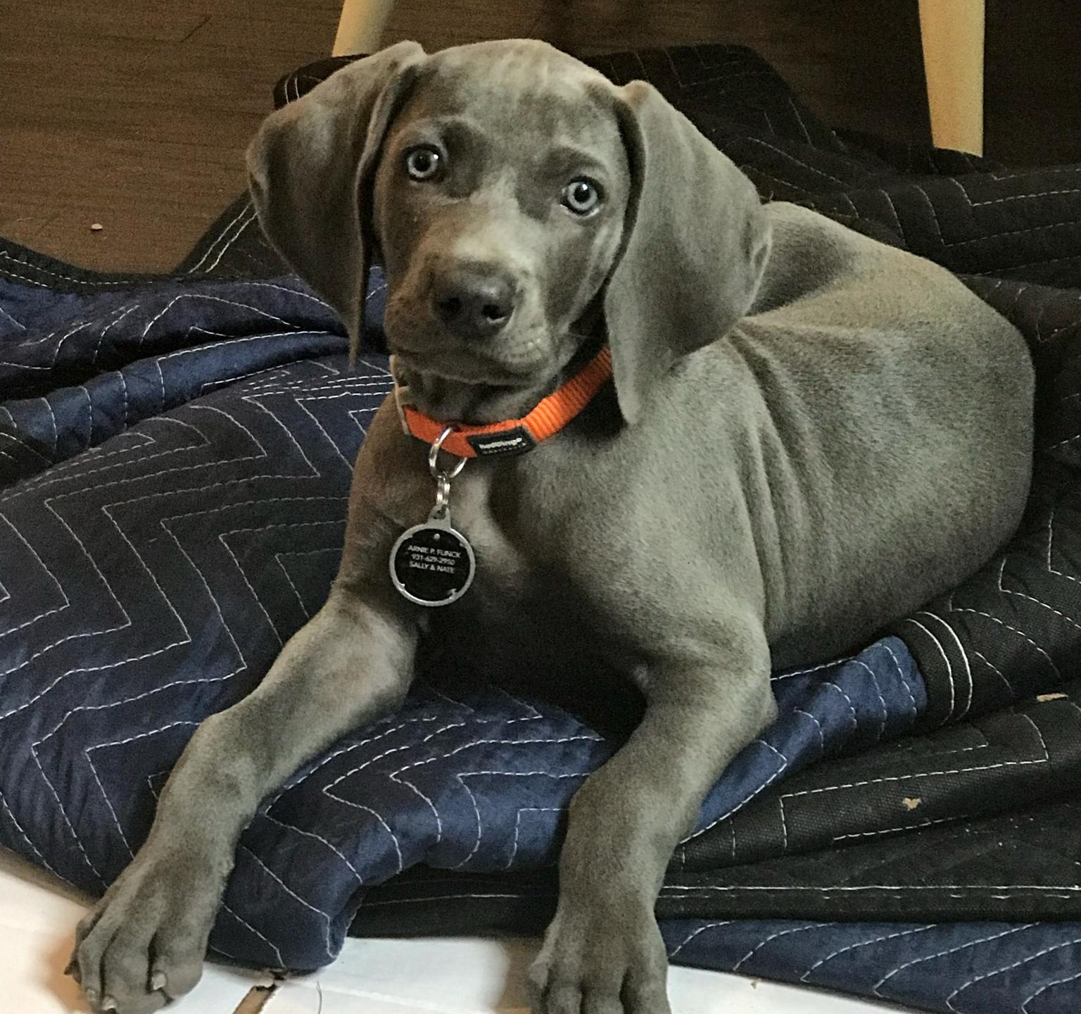 moving pup