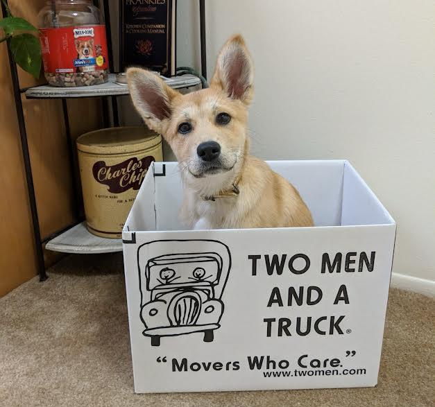 Movers for Mutts Flagstaff
