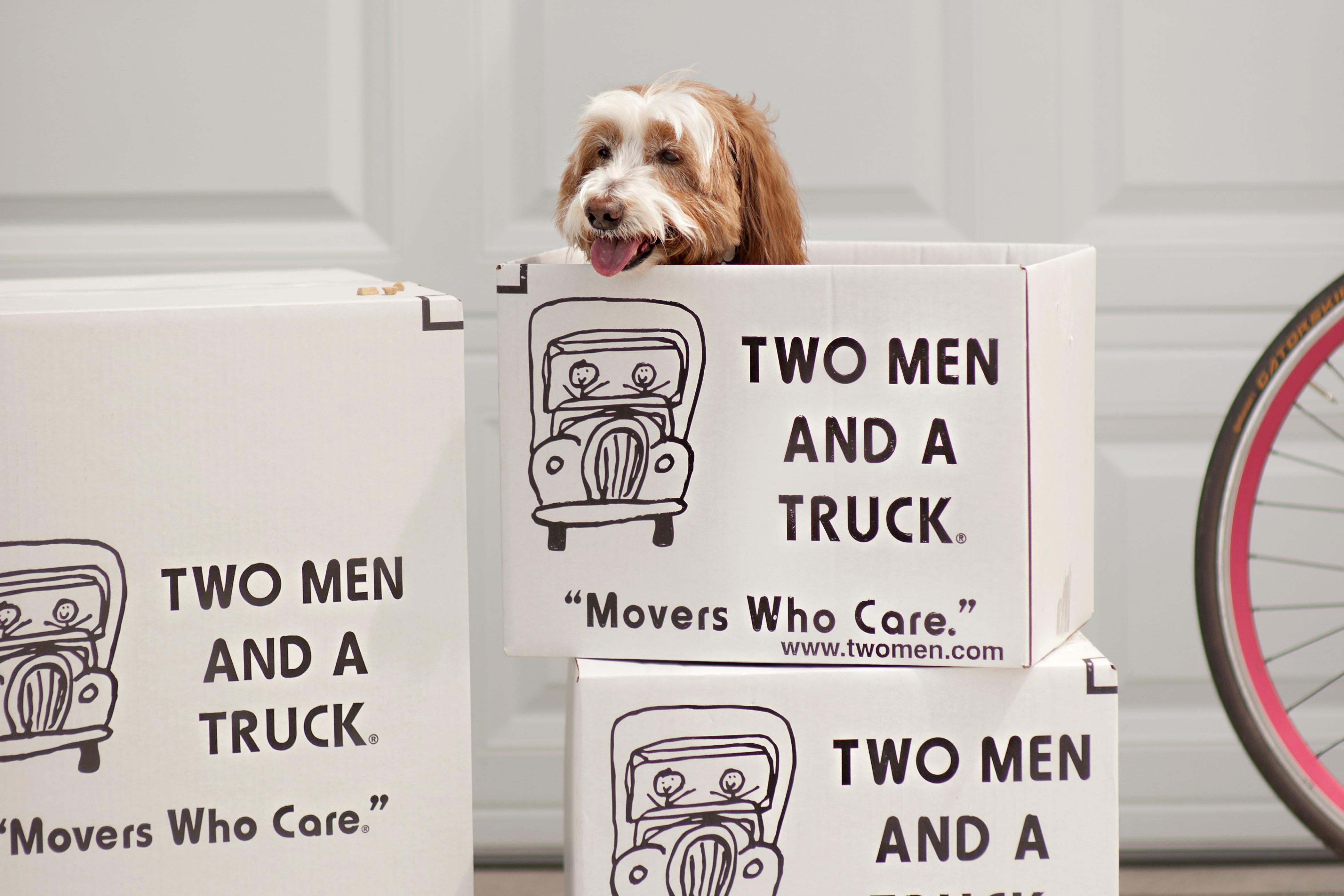 dog in moving box 
