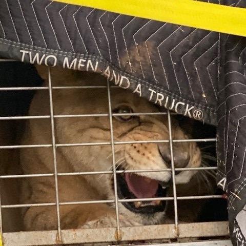 Tiger being evacuated by Two Men and A Truck