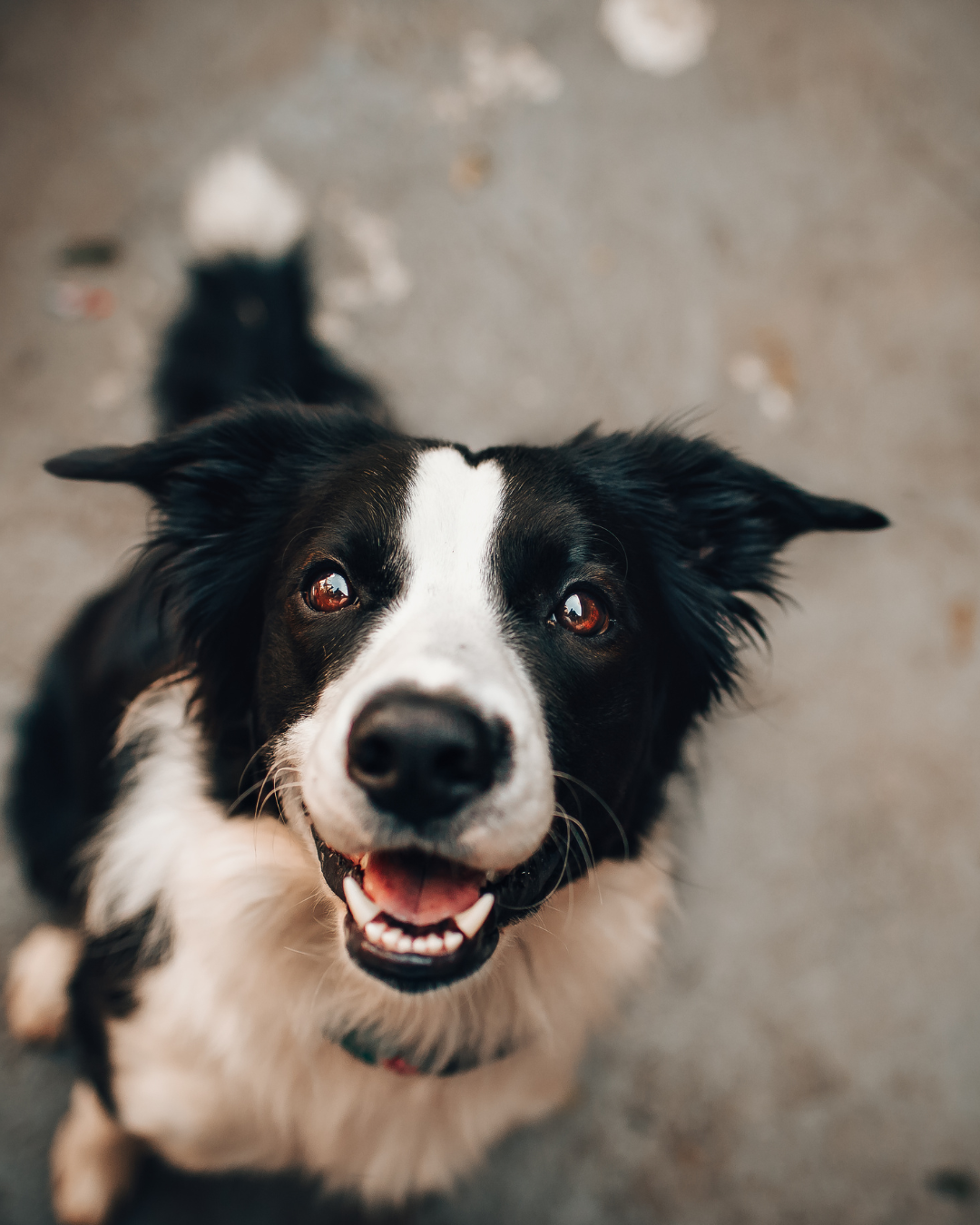 Rescue Dog