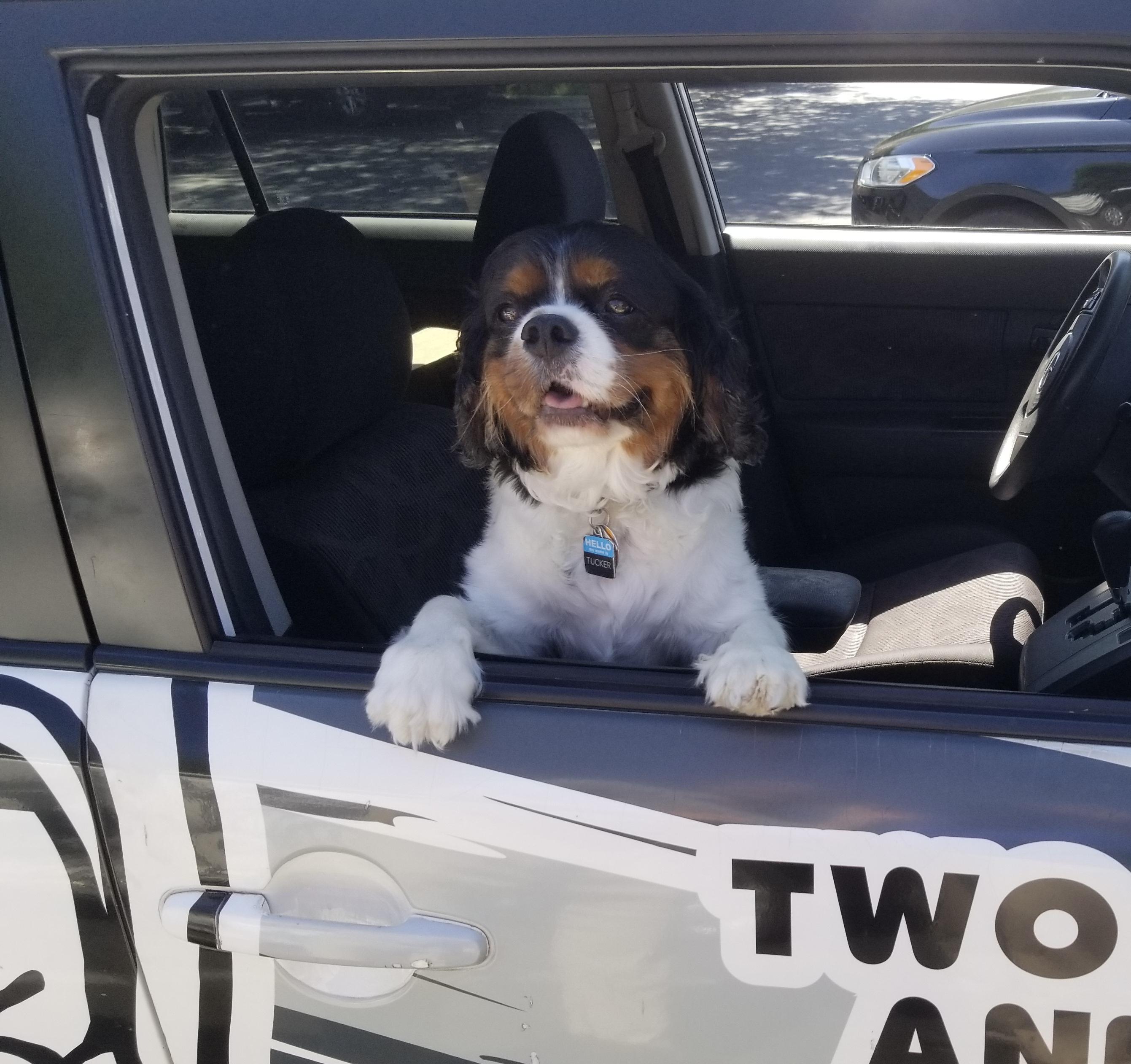 Image of an office dog posing in a Two Men And A Truck service vehicle. 
