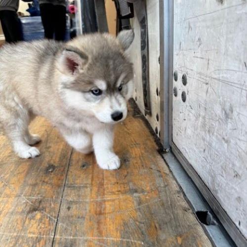 Husky puppy on a moving truck