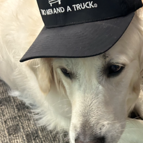 Golden Retriever in a moving hat