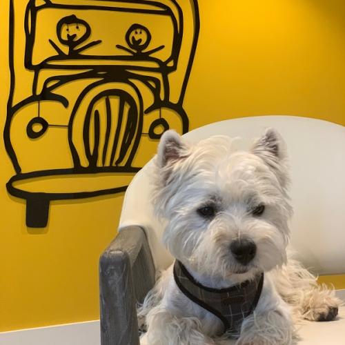 Image of a westie named Scout